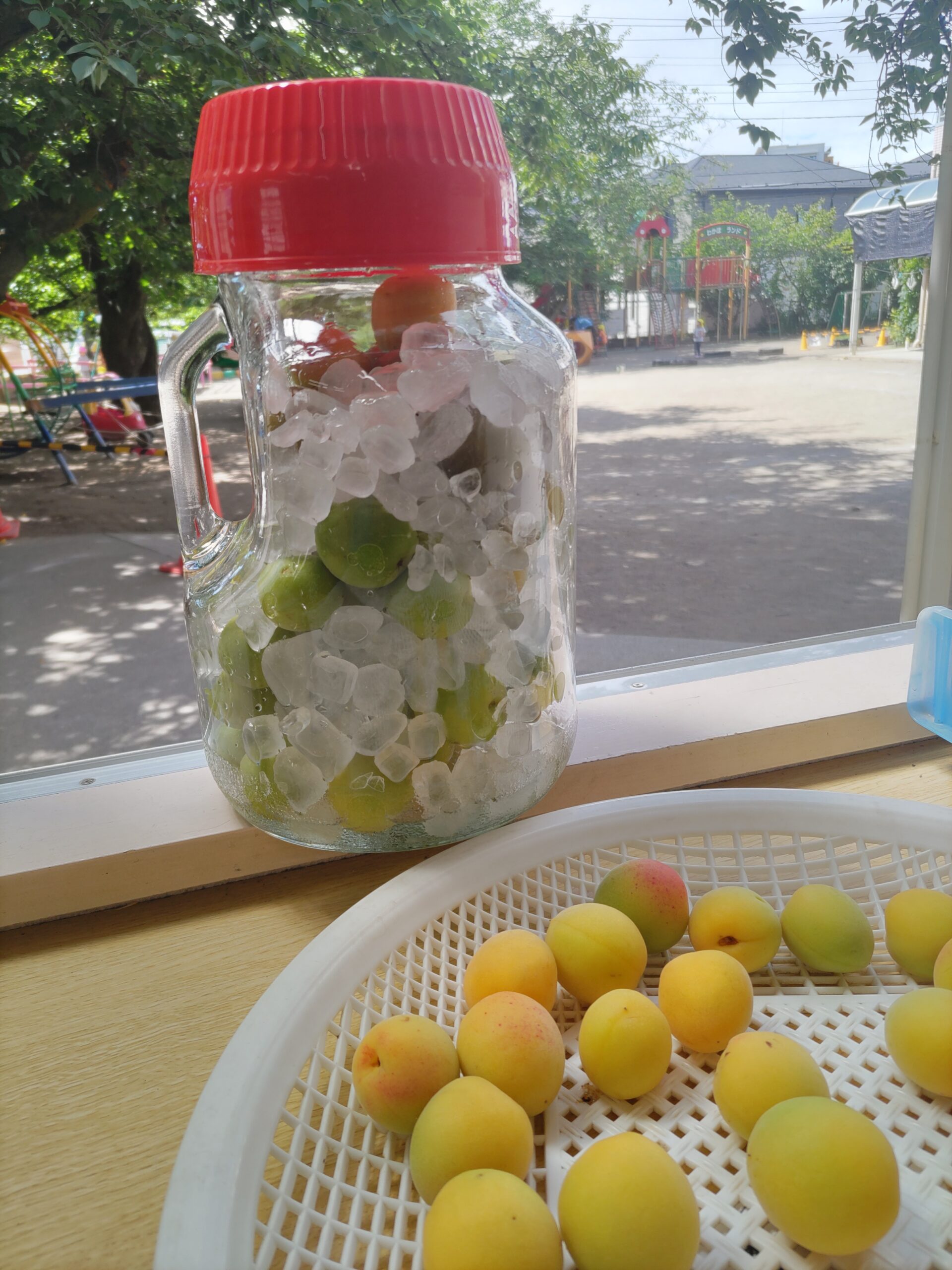 畑で採れた梅